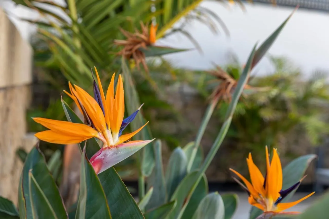 Medano4You The Strelitzia Terrace El Medano